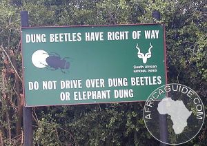 stand_dung_beetle_sign_south_africa-1213540324